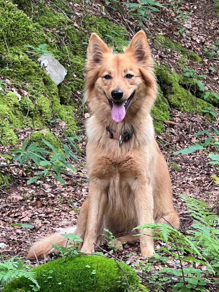 Bürohund Mila gehört zum Team von Hoffrichter Immobilien